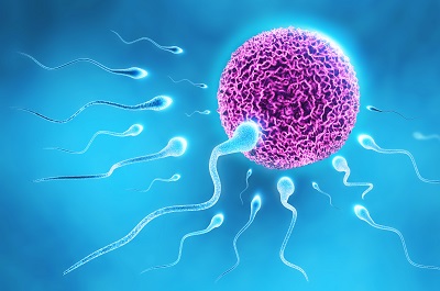 精子
