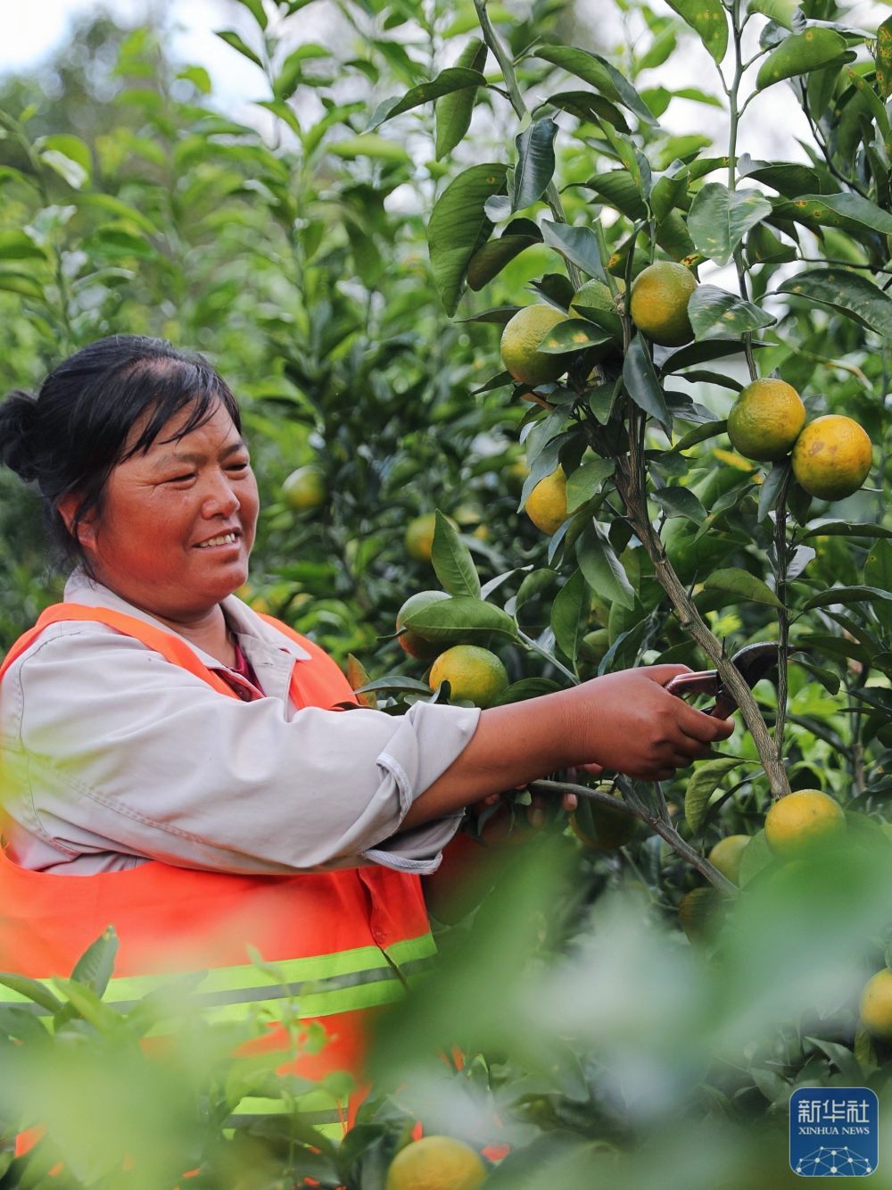 ↑ 10月30日，小湾东镇居民在合作社的果园里劳作。