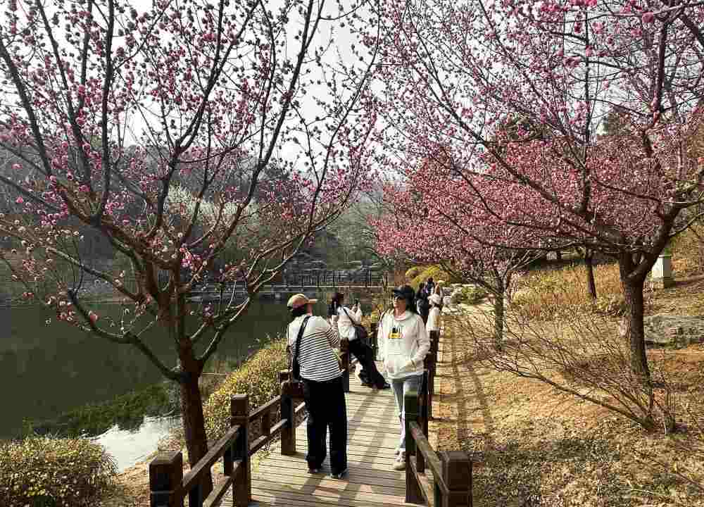 游客在国家植物园（北园）赏花。新华社记者杨淑君 摄