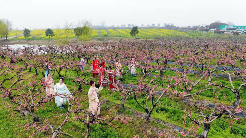 孝感市孝昌县盛开的桃花林。新华社发