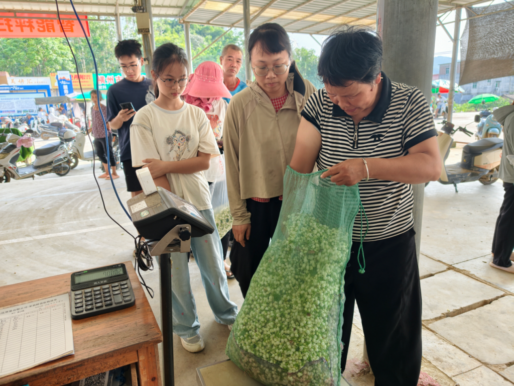 7月底，横州市校椅镇石井村茉莉花交易市场，花农排队卖花。澎湃新闻记者 高宇婷 摄