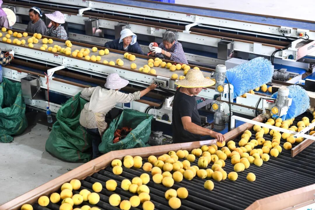 8月17日，村民在贵州省贵定县德新镇新铺村黄桃种植基地的车间分拣黄桃 / 新华社记者杨文斌 摄