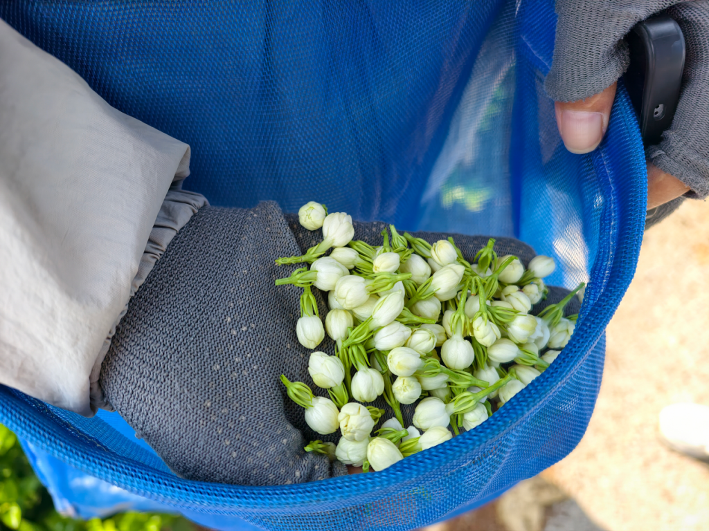 7月底的一天，日头高照、天气炎热，梁小兰现摘的茉莉花花苞饱满、紧实。澎湃新闻记者 高宇婷 摄