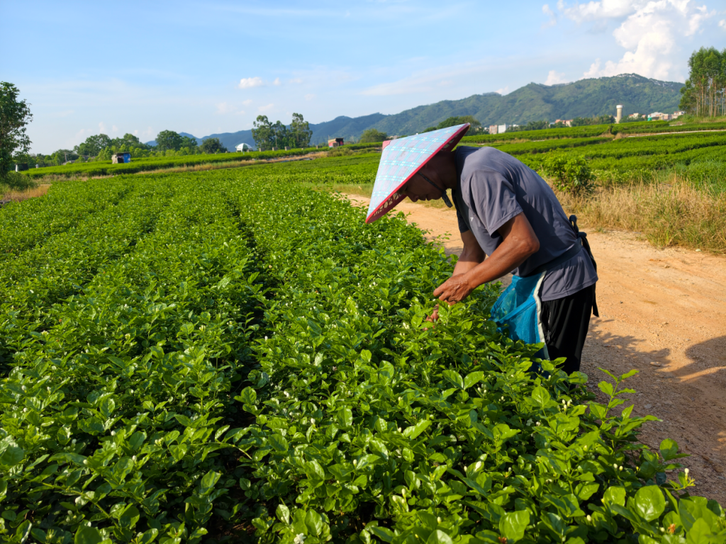 7月底的一个傍晚，天气依旧十分炎热，飘竹村村民谢太永顶着日头摘花。勤劳的花农是横州发展茉莉花产业难以替代的优势之一。澎湃新闻记者 高宇婷 摄