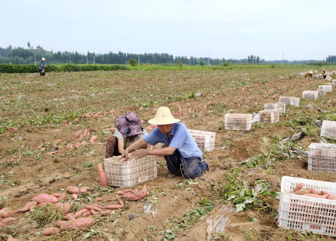 8月18日，农民在甘薯种植基地收获鲜食甘薯 / 新华社记者杨世尧 摄