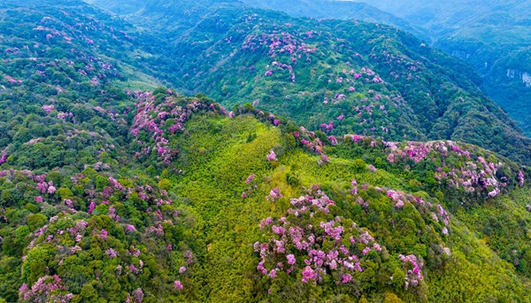 金佛山花海。景区供图