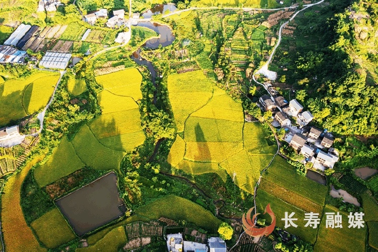廖涛+菩提街道走马村