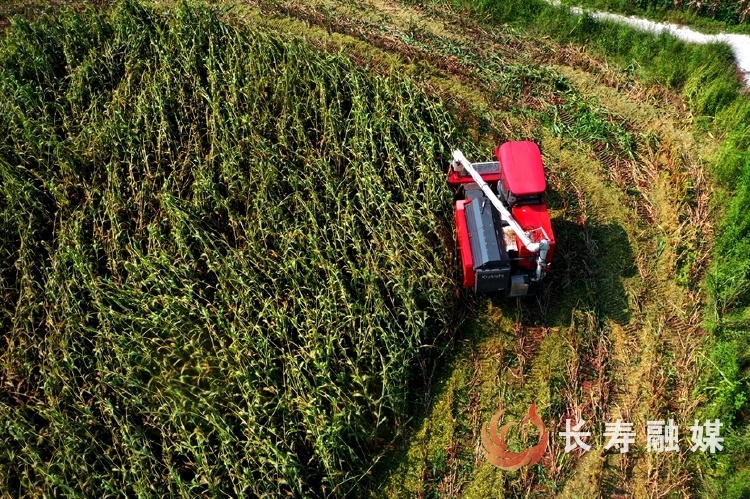我区万亩高粱进入收割期3