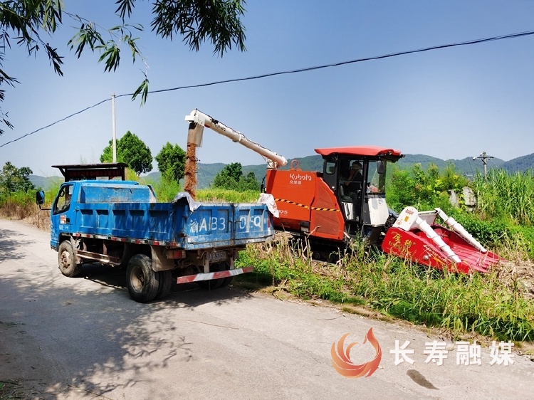 我区万亩高粱进入收割期1
