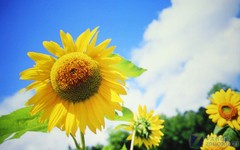 藏入公文包 爱普生44毫米超薄投影试用 