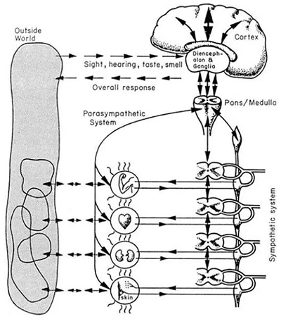 可生存系统模型