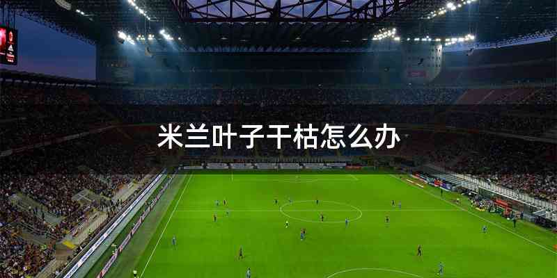 米兰叶子干枯怎么办