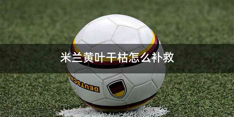 米兰黄叶干枯怎么补救
