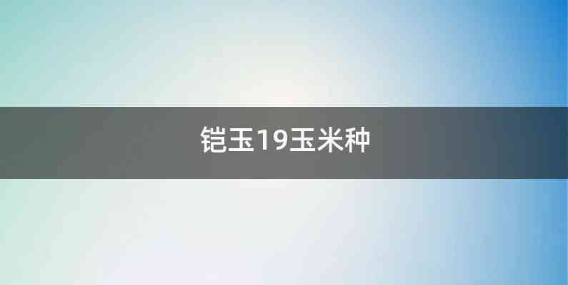 铠玉19玉米种