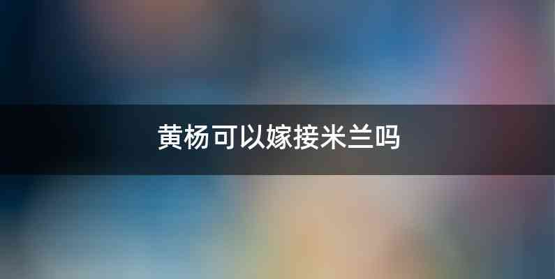 黄杨可以嫁接米兰吗