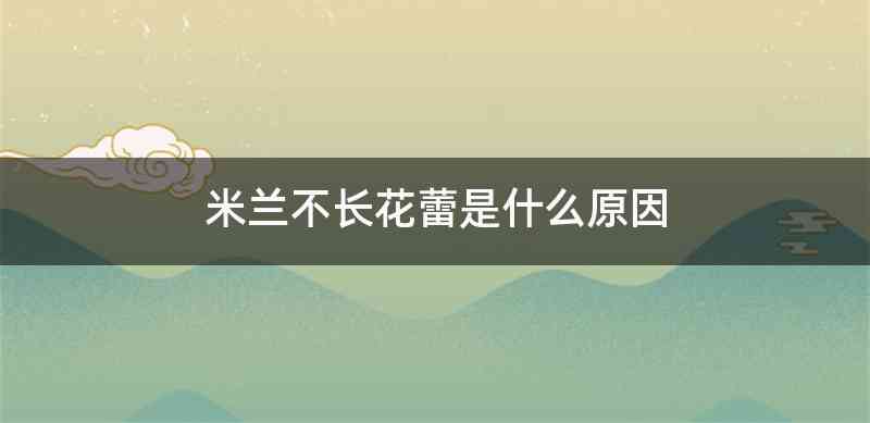 米兰不长花蕾是什么原因