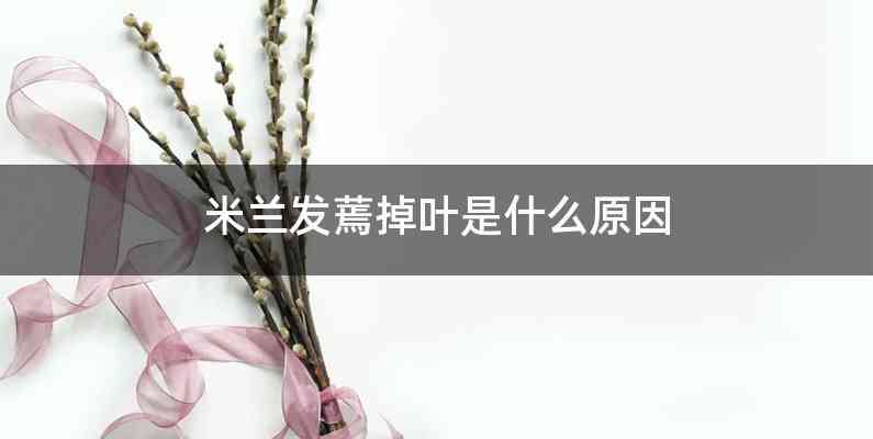 米兰发蔫掉叶是什么原因