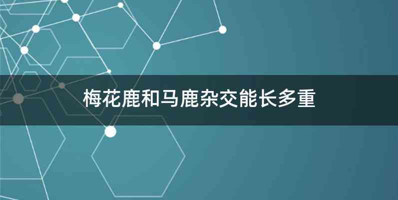 梅花鹿和马鹿杂交能长多重