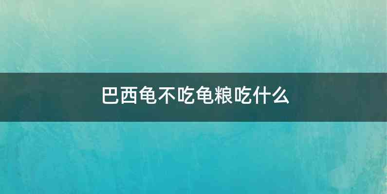 巴西龟不吃龟粮吃什么