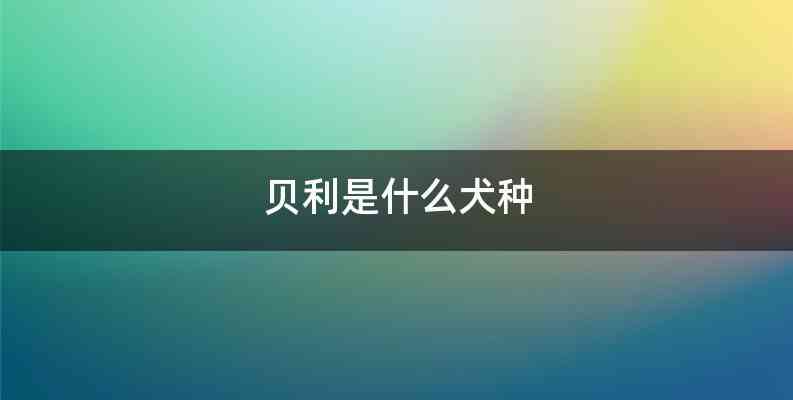 贝利是什么犬种