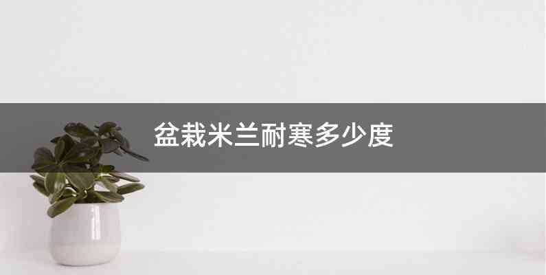 盆栽米兰耐寒多少度