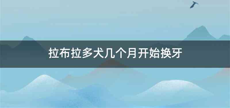 拉布拉多犬几个月开始换牙