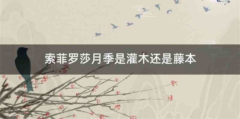 索菲罗莎月季是灌木还是藤本
