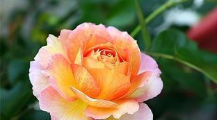 巴黎女士月季花期