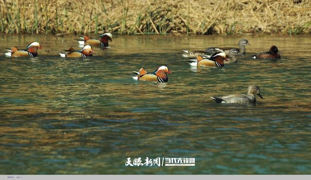 科研人员在草海首次发现鸳鸯较大越冬种群