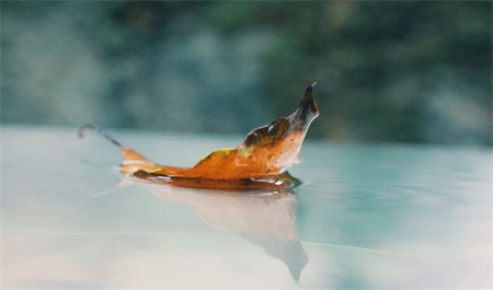 校园秋景，你喜欢哪一个？