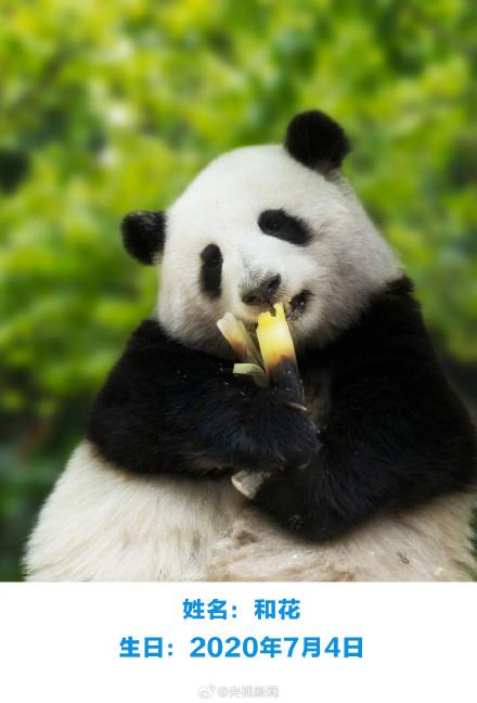 生日快乐！萌兰花花和叶今天生日