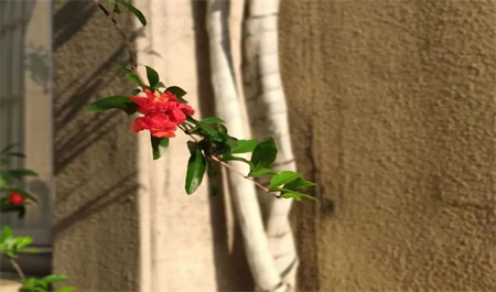 校园秋景，你喜欢哪一个？