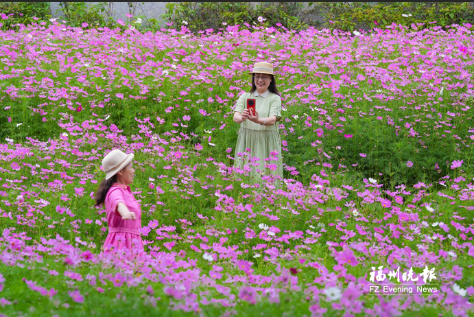 花海公园波斯菊盛放