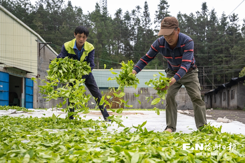 更换品种、有机种植、茶旅融合……小茶叶书写强村富民文章