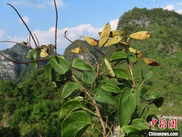 广西重新发现“隐世”80多年稀有植物