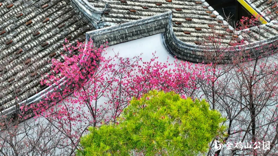 走进金鸡山公园，走进花开成海的春天