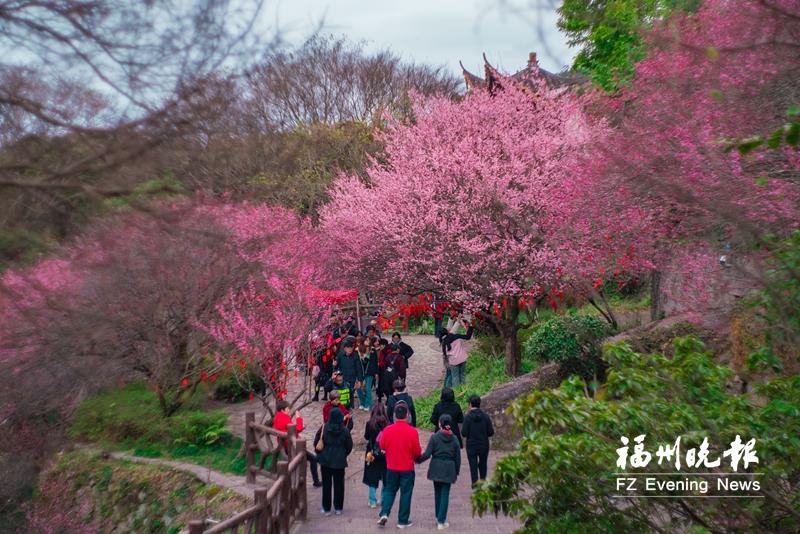鼓山梅里梅花进入最佳观赏期 拍摄美景有机会获大奖