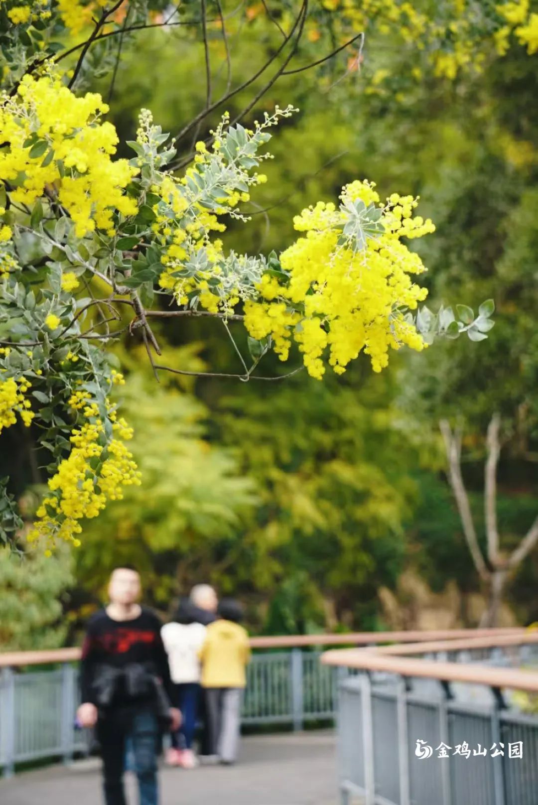 走进金鸡山公园，走进花开成海的春天