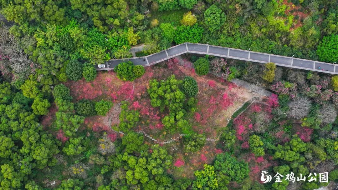 走进金鸡山公园，走进花开成海的春天