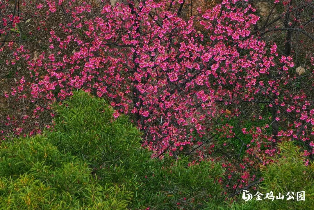 走进金鸡山公园，走进花开成海的春天