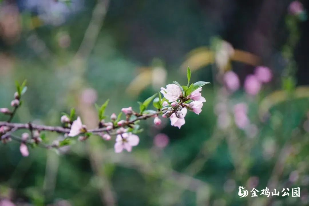 走进金鸡山公园，走进花开成海的春天