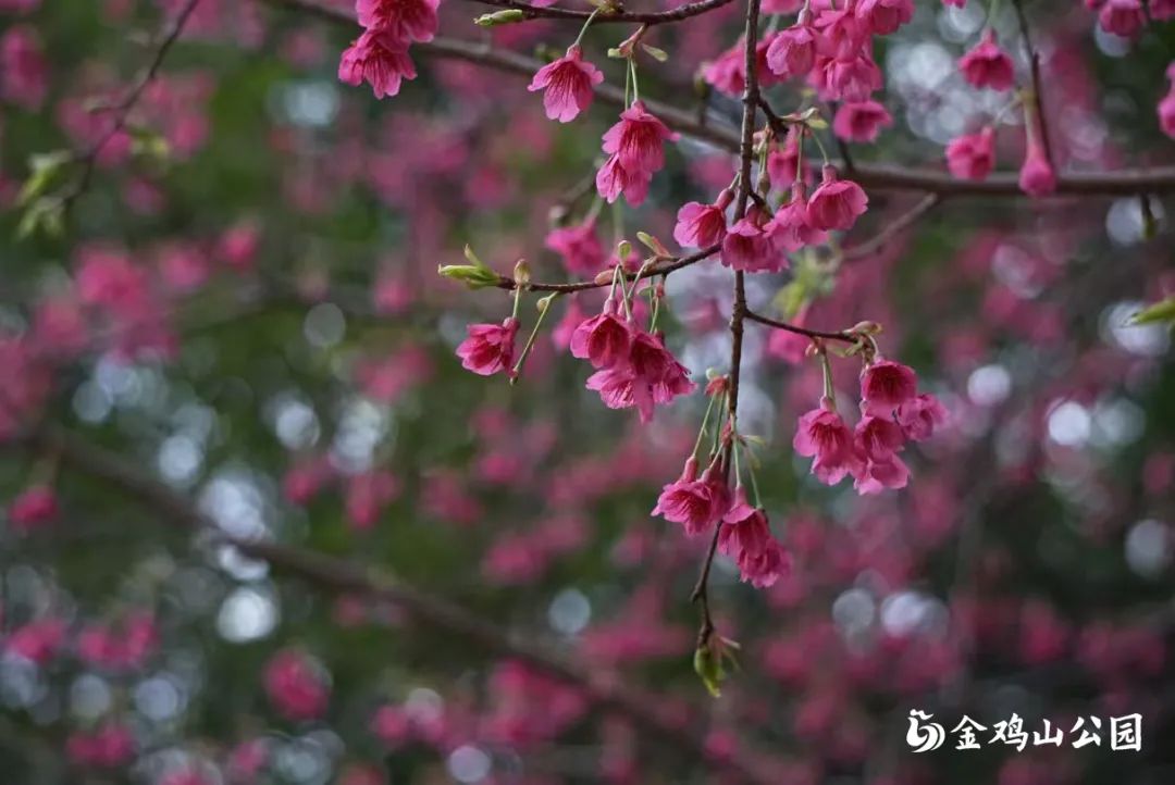 走进金鸡山公园，走进花开成海的春天
