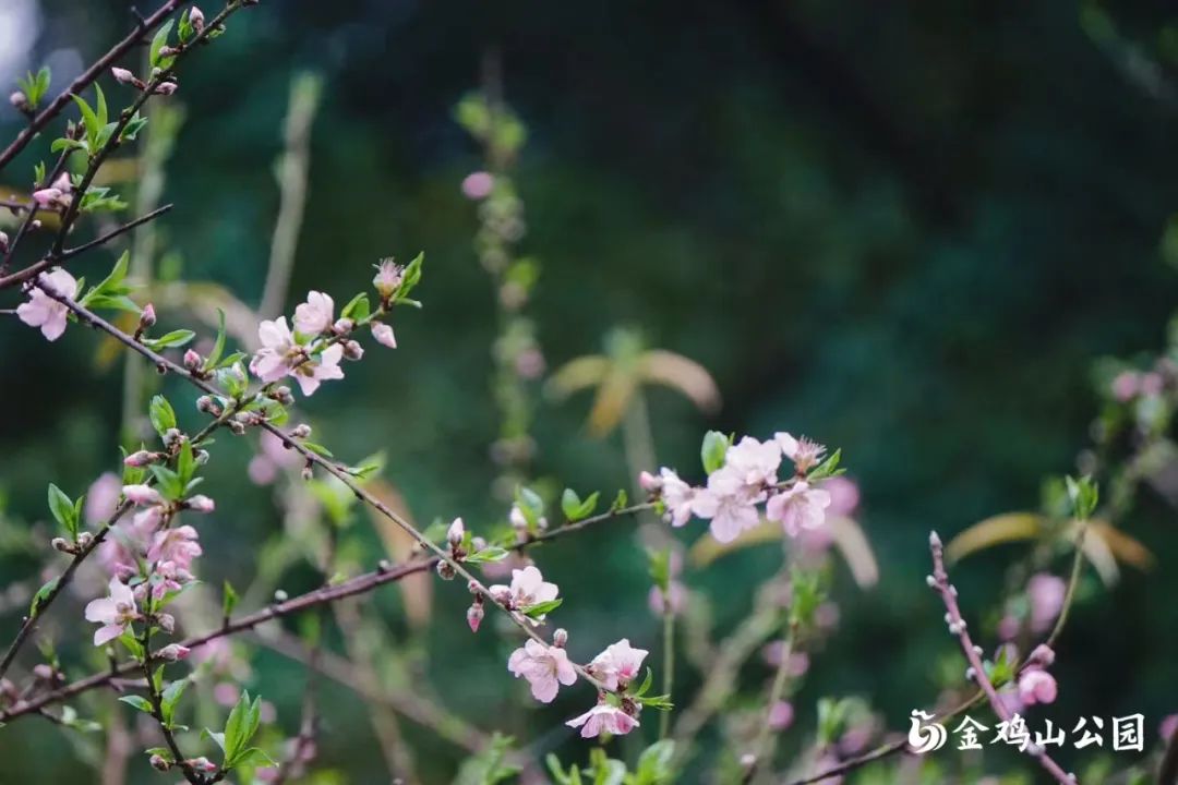 走进金鸡山公园，走进花开成海的春天