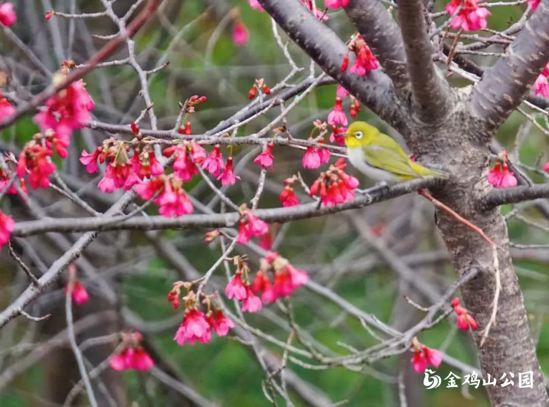 走进金鸡山公园，走进花开成海的春天