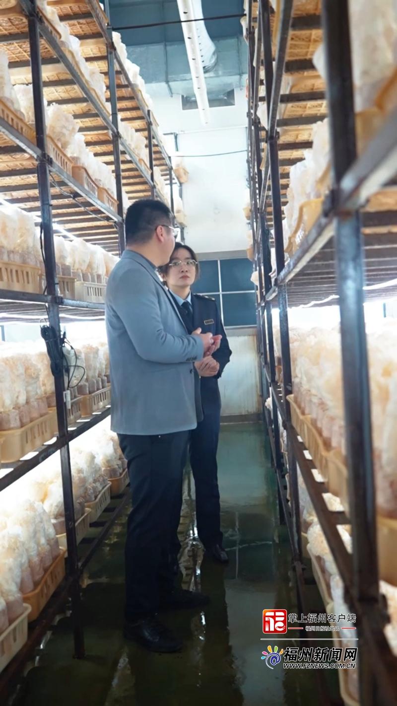 创新引擎·市监赋能丨市市场监管局走进企业，揭秘绣球菌“生产密码”