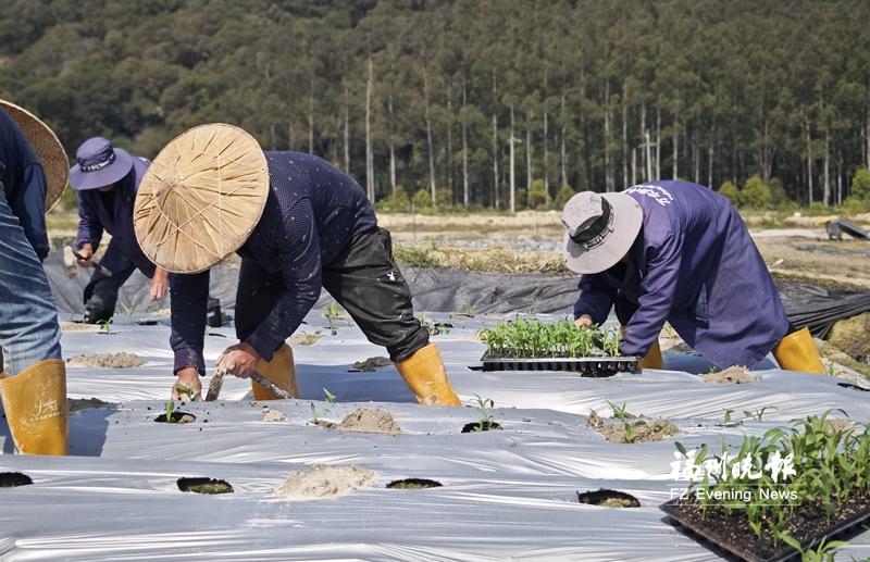马尾琅岐玉米良种春播移栽忙