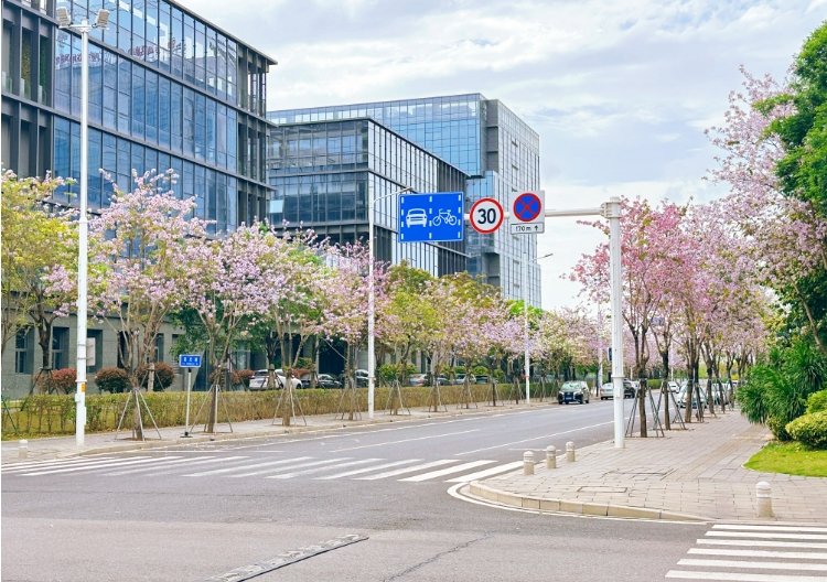 火了！福州这些“花路”，看了会让人心情变好！