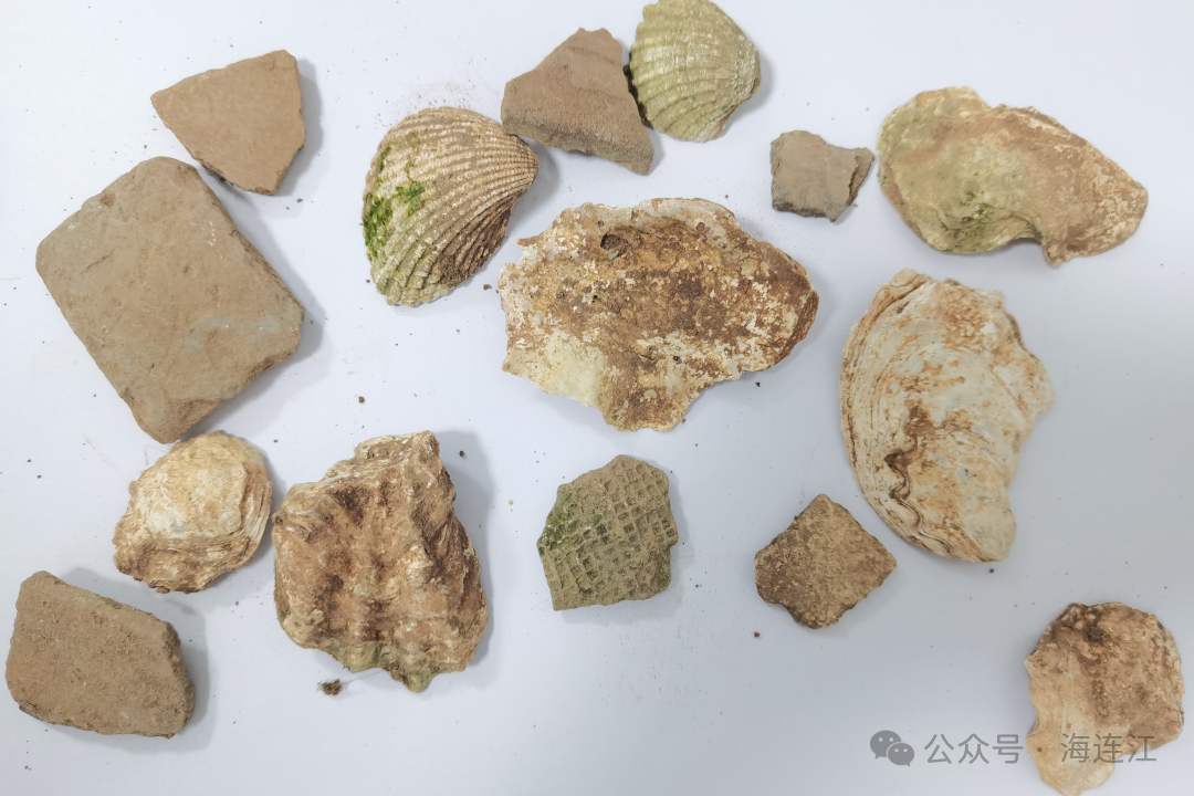 最新！福建发现两处史前遗址