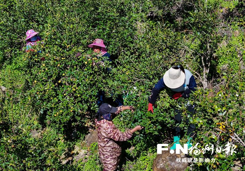 连江小沧畲族乡做好“土特产”文章，探索林下经济发展新路径