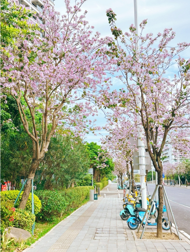 火了！福州这些“花路”，看了会让人心情变好！